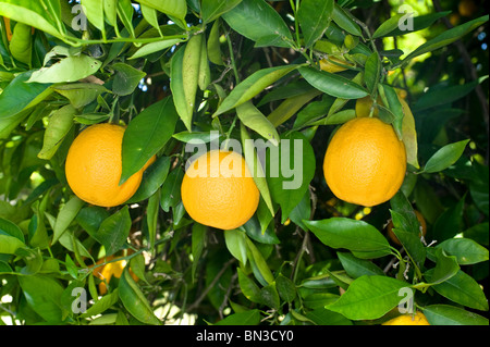 Trois oranges sur un oranger avec des feuilles vertes. Banque D'Images