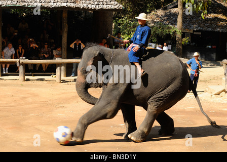 Jouer au soccer à l'éléphant Maesa camp, Chiang Mai, Thaïlande, Asie du Sud-Est Banque D'Images