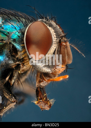 Gros plan extrême de la tête d'un greenbottle Lucilla (sp) montrant la structure de pièces buccales et les yeux composés. Banque D'Images