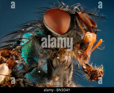 Gros plan extrême de la tête d'un greenbottle Lucilla (sp) montrant la structure de pièces buccales et les yeux composés. Banque D'Images