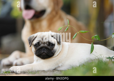 Le PUG (Canis lupus f. familiaris), dragonnet couché dans le jardin avec un Labrador Retriever dans le dos Banque D'Images