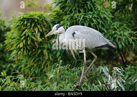 Héron cendré (Ardea cinerea) Comité permanent dans les buissons, side view Banque D'Images