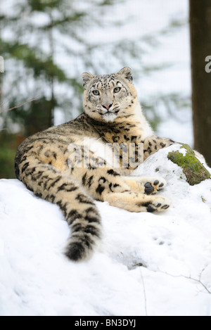 Léopard des neiges (Uncia uncia) couché dans la neige, Bavière, Allemagne, low angle view Banque D'Images