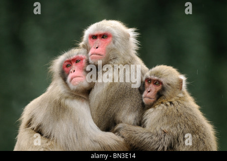 Trois Red-faced makaks (Macaca fuscata) enlacés Banque D'Images