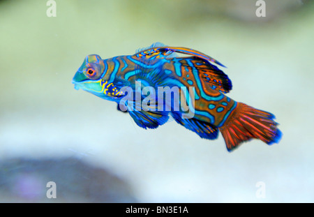 Mandarinfish (Synchiropus splendidus), side view Banque D'Images