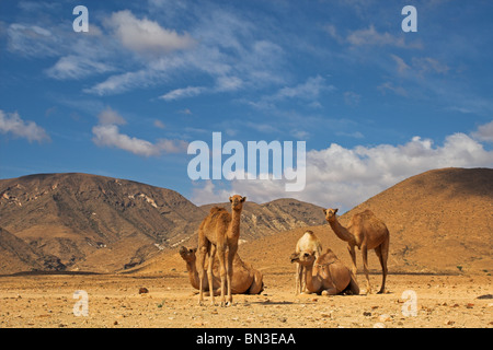 Groupe de dromadaires (Camelus dromedarius) dans le désert Banque D'Images