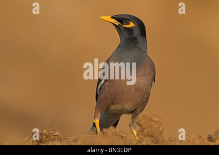 Myna Acridotheres tristis (commune) Banque D'Images