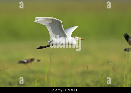 Héron garde-boeufs (Bubulcus ibis) volant au-dessus de l'herbe Banque D'Images