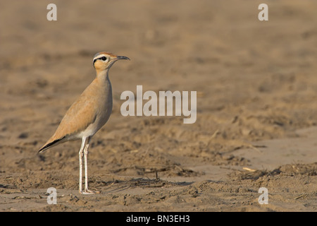 De couleur crème (Courser Cursorius cursor), side view Banque D'Images