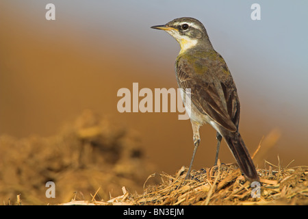 La Bergeronnette printanière (Motacilla flava) debout sur la paille, close-up Banque D'Images