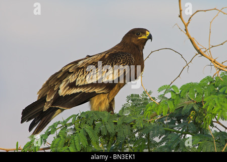 Plus grand aigle (Aquila clanga) assis sur une branche, side view Banque D'Images