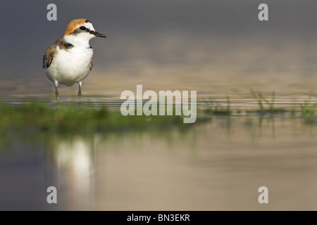 Kentish Plover (Charadrius alexandrinus) debout dans l'eau peu profonde Banque D'Images