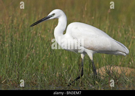 Aigrette garzette (Egretta garzetta) dans l'herbe, side view Banque D'Images