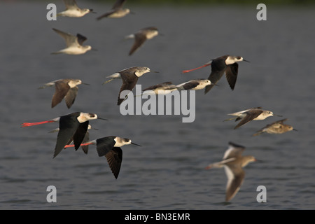 Black-winged pilotis (Himantopus himantopus) et Greenshanks (Tringa nebularia) flying Banque D'Images