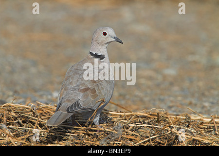 Grèbe huppé (Streptopelia decaocto) perché sur la paille Banque D'Images