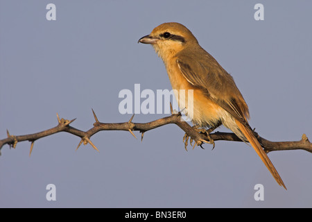 Isabelline Shrike (Lanius isabellinus) assis sur une branche, side view Banque D'Images