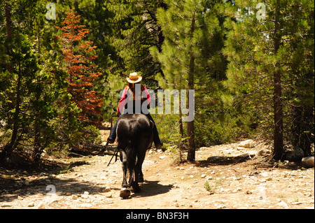 Pony Express Rider en passant par la ville de Strawberry Californie en comté d'El Dorado. Banque D'Images