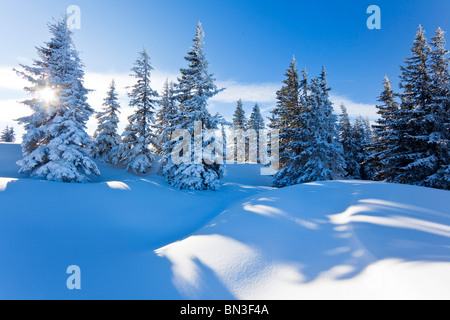 Arbres couverts de neige, Alpes de Berchtesgaden, sur h ?, Autriche Banque D'Images