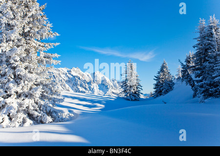 Arbres couverts de neige, Alpes de Berchtesgaden, sur h ?, Autriche Banque D'Images