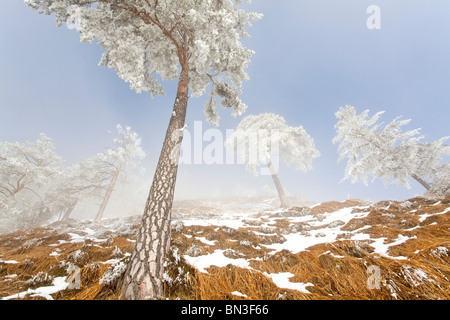Les pins (Pinus sylvestris) à Untersberg, Berchtesgaden, Allemagne, low angle view Banque D'Images