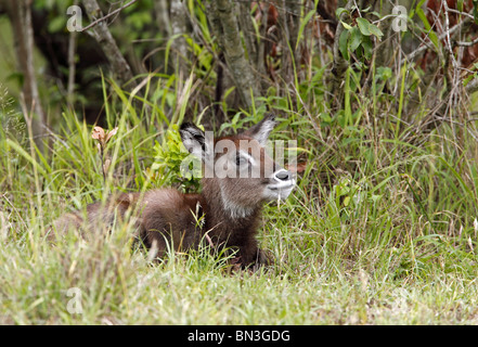 Kobus ellipsiprymnus Eau (chèvre) lying in grass, Masai Mara National Reserve, Kenya Banque D'Images