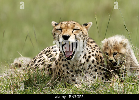 Le Guépard (Acinonyx jubatus) avec cub, Masai Mara National Reserve, Kenya Banque D'Images