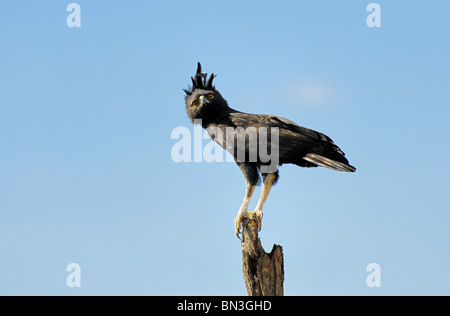 Long-crested eagle, Lophaetus occipital, Meru National Park, Kenya Banque D'Images