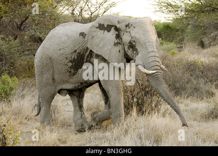 L'éléphant, Loxodonta africana, Shaba National Park, Kenya Banque D'Images
