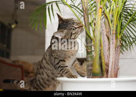 Chat domestique, chat de maison, European Shorthair (Felis silvestris catus). f, tomcat sniffer à une plante d'intérieur, de l'Allemagne Banque D'Images