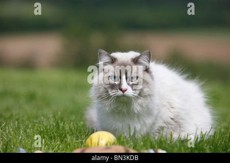 Chat Sacré de Birmanie, Birman (Felis silvestris catus). f, tomcat assis dans l'herbe, Allemagne Banque D'Images