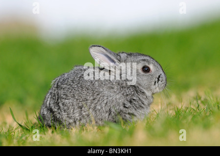 Chinchilla américain assis sur l'herbe, side view Banque D'Images