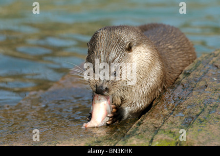 La loutre (Lutra lutra) manger un poisson, close-up Banque D'Images