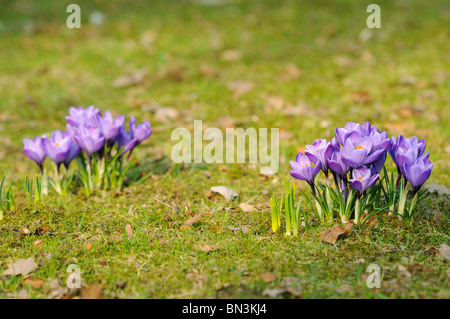 Les crocus en fleurs Banque D'Images