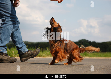 Teckel à poil long, poil long chien saucisse, chien domestique (Canis lupus f. familiaris), promenade de chien saucisse miniature en face Banque D'Images