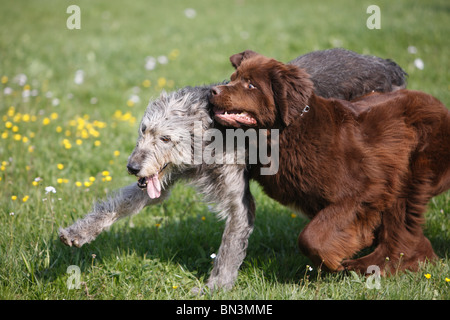 Terre-neuve (Canis lupus f. familiaris), Irish Wolfhound romping dans un pré Banque D'Images