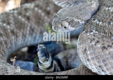 Western diamondback Rattlesnake (Crotalus atrox), Arizona, USA, détail Banque D'Images