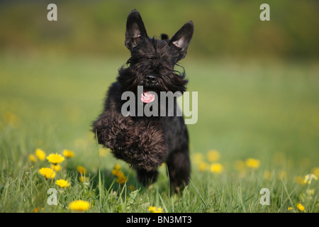 Schnauzer nain (Canis lupus f. familiaris), courant à travers un pré, Allemagne Banque D'Images