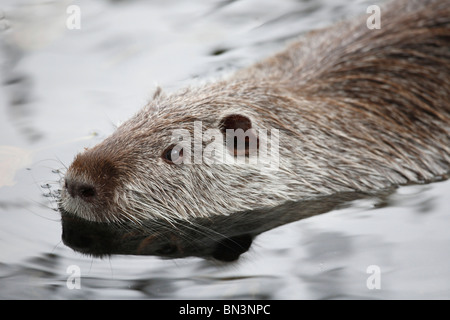 Le ragondin, Myocastor coypus, natation dans l'eau, Centre, France, Europe Banque D'Images