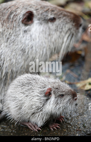 Deux nutrias, Myocastor coypus, Centre, France, Europe Banque D'Images