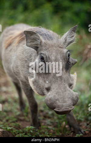 Phacochère, Phacochoerus africanus commune, Parc national Queen Elizabeth, en Ouganda, en Afrique de l'Est, l'Afrique Banque D'Images