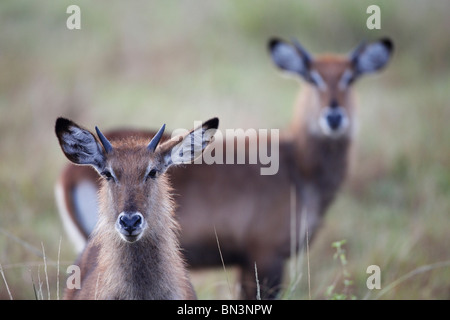 Deux waterbucks, Kobus ellipsiprymnus, Parc national Queen Elizabeth, en Ouganda, en Afrique de l'Est, l'Afrique Banque D'Images