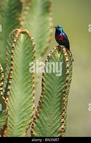 Red-chested Sunbird, Chalcomitra erythrocercus, Queens Elizabeth Parc National, l'Ouganda, l'Afrique de l'Est, Afrca Banque D'Images