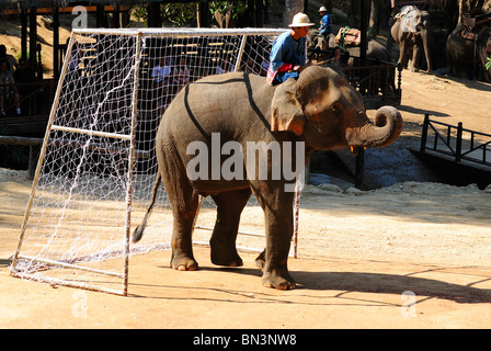Jouer au soccer à l'éléphant Maesa camp, Chiang Mai, Thaïlande, Asie du Sud-Est Banque D'Images
