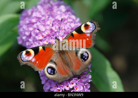 Peacock butterfly, Inachis io, sur fleur violette, Rhénanie-Palatinat, Allemagne, Europe Banque D'Images