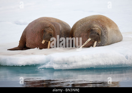 Deux Morses, Odobenus rosmarus, couché sur la banquise, Spitzberg, Norvège, Europe Banque D'Images