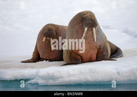 Deux Morses, Odobenus rosmarus, couché sur la banquise, Spitzberg, Norvège, Europe Banque D'Images