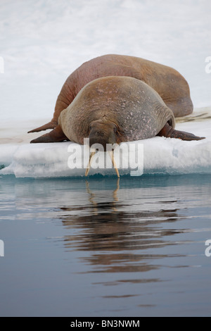 Deux Morses, Odobenus rosmarus, couché sur la banquise, Spitzberg, Norvège, Europe Banque D'Images