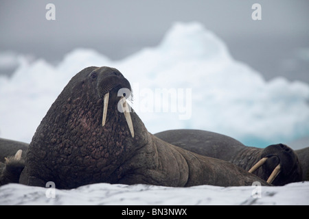 Les Morses, Odobenus rosmarus, couché sur la banquise, Spitzberg, Norvège, Europe Banque D'Images