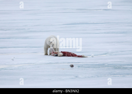 L'ours blanc, Ursus maritimus Ours polaires morts, manger, Spitzberg, Norvège, Europe Banque D'Images