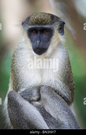 Singe vert, Gambie, Afrique de l'Ouest, l'Afrique Banque D'Images